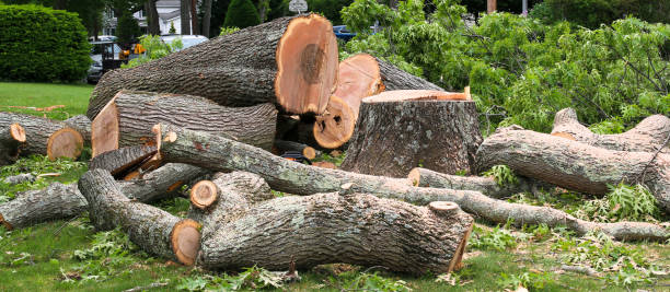 How Our Tree Care Process Works  in  Monroeville, AL