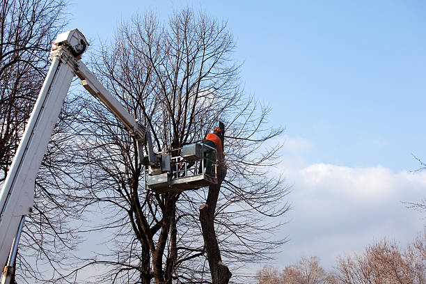 Best Commercial Tree Removal  in Monroeville, AL